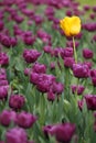 Garden with purple and one yellow flower Royalty Free Stock Photo