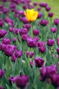 Garden with purple and one yellow tulip flower spring Royalty Free Stock Photo