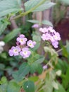 Garden purple phlox Phlox paniculata summer flowers Royalty Free Stock Photo