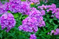 Garden purple phlox Phlox paniculata, summer flowers Royalty Free Stock Photo