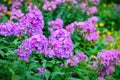 Garden purple phlox Phlox paniculata, summer flowers Royalty Free Stock Photo