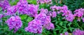 Garden purple phlox Phlox paniculata, summer flowers Royalty Free Stock Photo