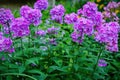 Garden purple phlox Phlox paniculata, summer flowers Royalty Free Stock Photo