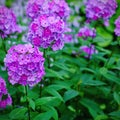 Garden purple phlox Phlox paniculata, summer flowers Royalty Free Stock Photo