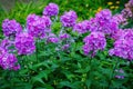 Garden purple phlox Phlox paniculata, summer flowers Royalty Free Stock Photo