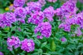 Garden purple phlox Phlox paniculata, summer flowers Royalty Free Stock Photo