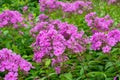 Garden purple phlox, Phlox paniculata, vivid and flavored summer flowers Royalty Free Stock Photo