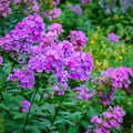 Garden purple phlox Phlox paniculata, vivid flowers Royalty Free Stock Photo