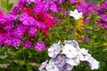 Garden purple phlox. Phlox paniculata vivid summer flowers