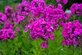 Garden purple phlox (Phlox paniculata), vivid summer flowers Royalty Free Stock Photo