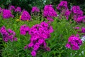 Garden purple phlox (Phlox paniculata), vivid summer flowers Royalty Free Stock Photo