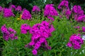 Garden purple phlox (Phlox paniculata), vivid summer flowers Royalty Free Stock Photo