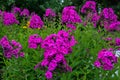 Garden purple phlox (Phlox paniculata), vivid summer flowers Royalty Free Stock Photo