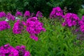 Garden purple phlox (Phlox paniculata), vivid summer flowers Royalty Free Stock Photo