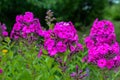 Garden purple phlox (Phlox paniculata), vivid summer flowers Royalty Free Stock Photo