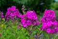 Garden purple phlox (Phlox paniculata), vivid summer flowers Royalty Free Stock Photo