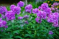 Garden purple phlox Phlox paniculata Royalty Free Stock Photo