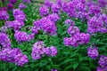 Garden purple phlox Phlox paniculata, vivid summer Royalty Free Stock Photo