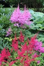 Garden with purple and pink astilbe plants