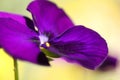 Garden, purple violet background