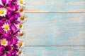 Garden purple and white flowers over blue old wooden table background with copy space Royalty Free Stock Photo