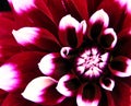 Garden Queen, beautiful Dahlia blossom macro.