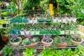 Garden Rack of Varieties of Cactus and Succulents Planted in A Pot