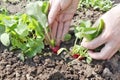 Garden radish Royalty Free Stock Photo