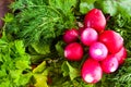 Garden radish, carrots and beet.