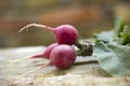 Garden radish