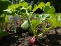 Vegetable garden: radish seedlings