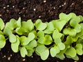 Garden radish sprouts