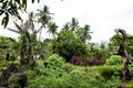 Garden in the Rainforest on Cook Islands, South Pacific Ocean Royalty Free Stock Photo