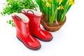 Garden red boots with yellow spring flower