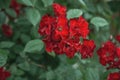 Garden red flowers on green background Royalty Free Stock Photo