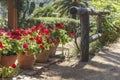 Garden red geranium in pots Royalty Free Stock Photo