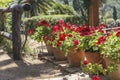 Garden red geranium in pots in backlit sun Royalty Free Stock Photo