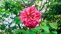 A Garden red rose with raindrops on petals. Royalty Free Stock Photo