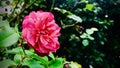 A Garden red rose with raindrops , after rainy day. Royalty Free Stock Photo