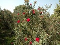 Garden Of Red Roses