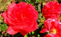 Garden red roses on sunlight Royalty Free Stock Photo