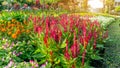 A garden of red Wool flowers, yellow Cosmos, pink Wishbone flower and colorful flowering plant blooming in a green leavs Royalty Free Stock Photo