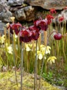 Garden: Red and yellow pitcher plant flowers Royalty Free Stock Photo