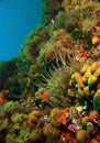 Garden reef Royalty Free Stock Photo