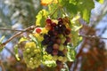 In the garden ripe grapes