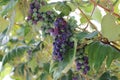 In the garden ripen grapes Royalty Free Stock Photo