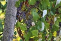 In the garden ripen grapes Royalty Free Stock Photo