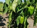 Sweet, green pepper on a bush, in the garden Royalty Free Stock Photo