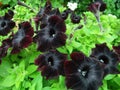 Black petunia