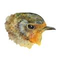 Garden robin bird watercolor illustration. Hand drawn detailed portrait of a small redbreast, isolated on white background.